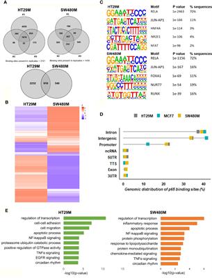 Estrogen Receptor Beta Influences the Inflammatory p65 Cistrome in Colon Cancer Cells